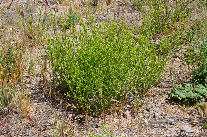 Chorizanthe brevicornu, Brittle Spineflower